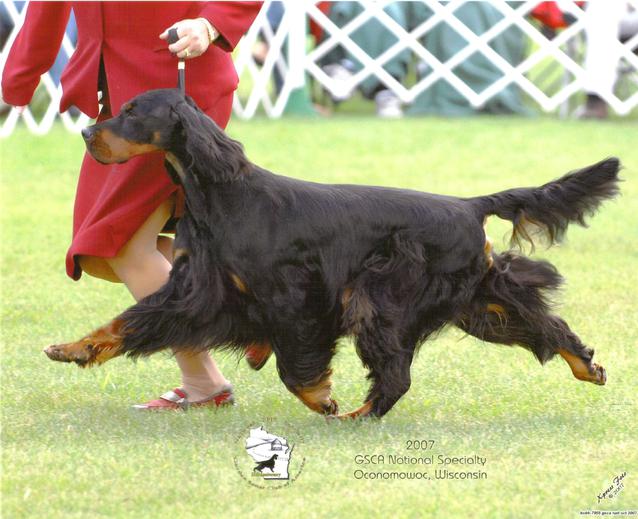 akc gordon setter